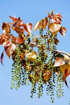 Unusual tree Stock Photos