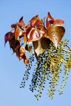 Unusual tree Stock Photos