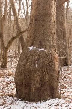 Unusual tree trunk Foto stock
