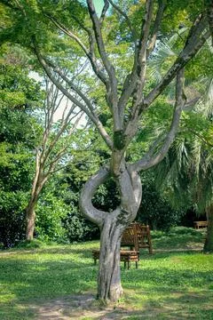 Unusual tree with twisted loop-shaped trunk Stock Photos