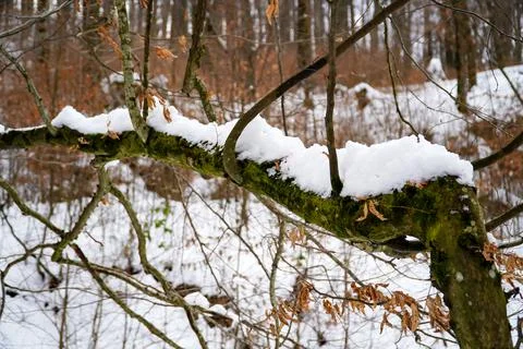 Unusual tree, winter forest, tree in the snow Stock Photos