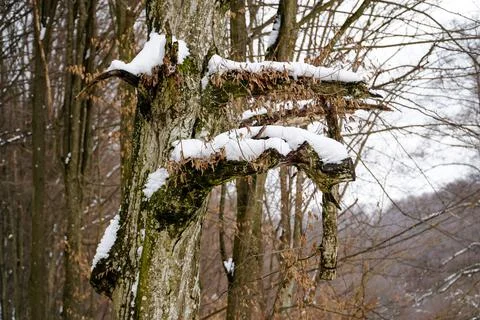Unusual tree, winter forest, tree in the snow Stock Photos