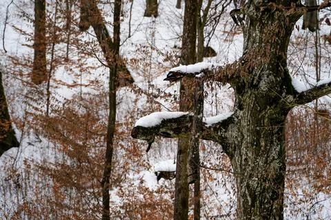Unusual tree, winter forest, tree in the snow Foto stock