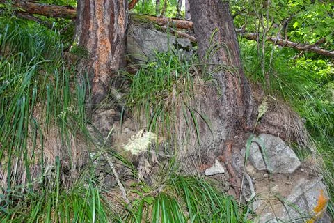 Unusual trees in a mountain forest in the Tsey gorge, Russia, North Ossetia Foto stock
