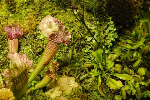 Unusual tropical plants - Venus flytrap, poisonous in the botanical garden Foto stock