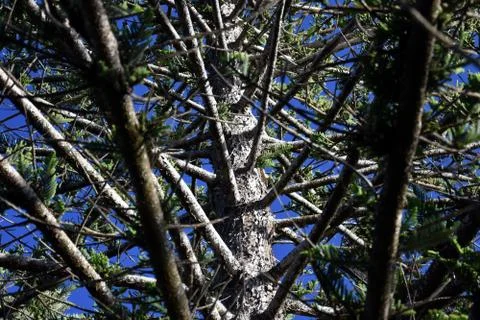 Unusual view of big pine tree from bottom to top. Foto stock