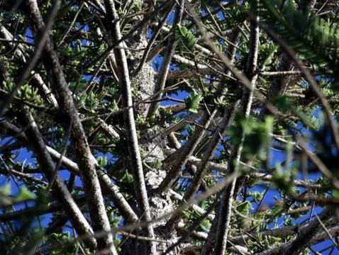 Unusual view of big pine tree from bottom to top. Foto stock