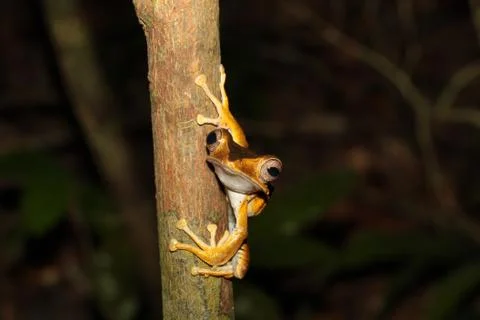 Unusual view of a frog on a tree Stock Photos