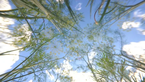 An unusual view of the sky from the inside of dill garden Stock Footage 151986275