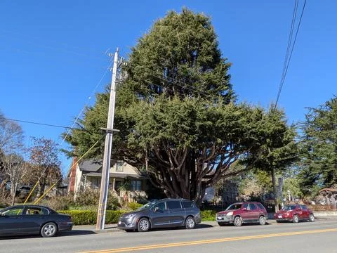 Unusual Western red cedar with dramatic candelabra multi-trunk growth 库存照片