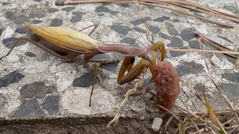 Unusually colored praying hungry mantis eats a piece of canned cat meat Stock Footage 263952131