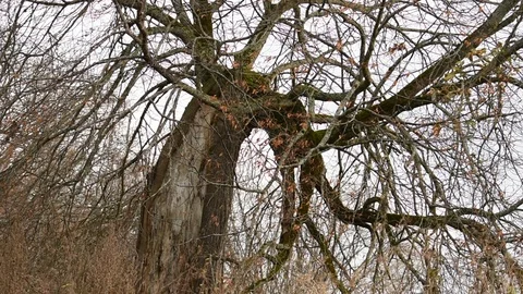 Unusually growing tree Stock Footage 118307615