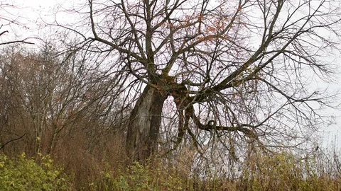Unusually growing tree, long shot Stock Footage 118307608