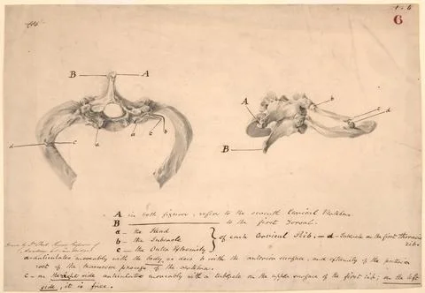 Unusually large cervical ribs on the seventh cervical vertebra Stock Illustration