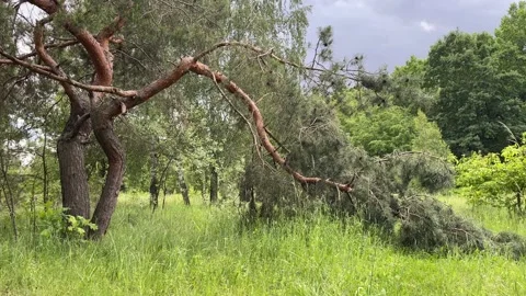 Unusually shaped pine tree with crooked trunk in green meadow Stock-Footage 335941327