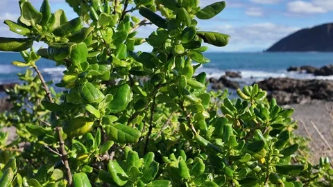 Unveiling a beautiful view of the Ocean Stock Footage 281135990