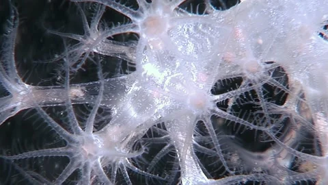 Unveiling the Delicate Dance of Soft Coral Polyps in Their Domain 動画素材 340593943