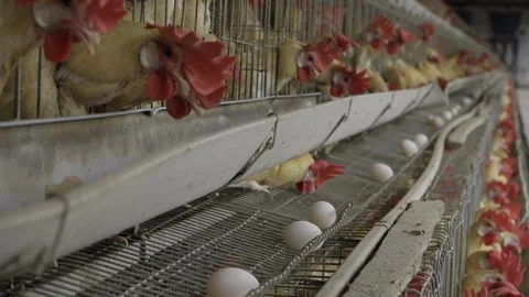 Unveiling the Egg Production Process in India Stock Footage 324038897