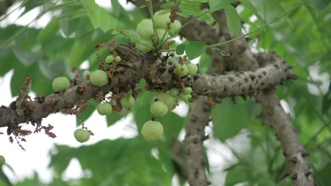 Unveiling the Marvelous Amla Tree  A Visual Journey of its Berries and Leaves Stock Footage 323995669