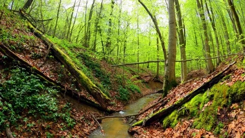 Unveiling Nature's Oasis: Exploring the Serene River Within the Forest Stock Footage 244955049
