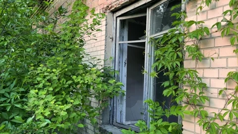 Unveiling Nature's Reclamation: A Broken Window Frames the Eerie Beauty Stock Footage 275433459