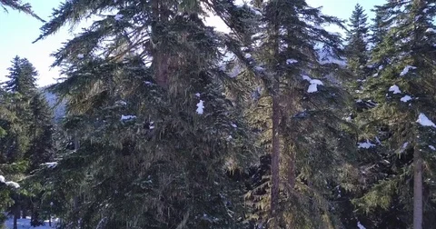 Unveiling shot in the mountain's forest. Stock Footage 85106708