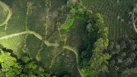 Unveiling the Vastness: Aerial Exploration of Sprawling Coffee Farming Fields Stock Footage 243724987