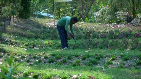 Unwanted Grass Removal by Hand Tools Stock Footage 313567043