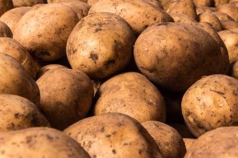 Unwashed potato background. Stock Photos