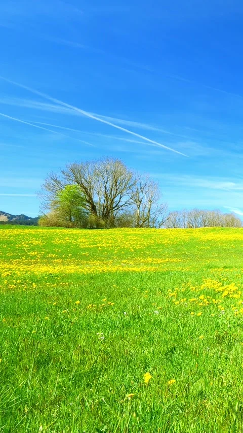 Unwind in a Spring Meadow Filled with Dandelions and Clear Blue Skies, Captur Stock Footage 309219443
