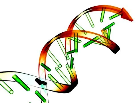 Unzipped dna molecule, artwork Stock Illustration