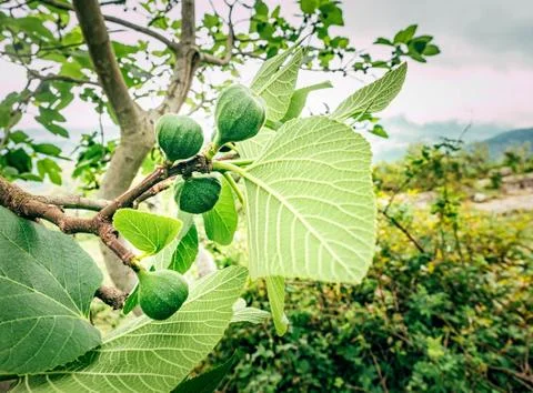 Uoung fruit of fig tree, springtime outdoor nature background Stock Photos