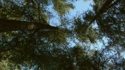 Up_in_pines01 Video stock 98685