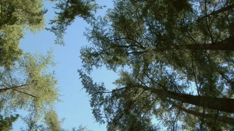 Up_in_pines02 Video stock 98686