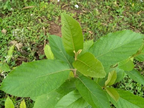 Upas tree on the ground Stock Photos