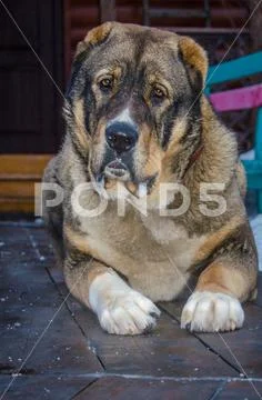 Upbringing a puppy Alabai. Learning commands. Stock Photos
