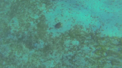 An upclose and personal turtle visit Stock-Footage 42759432