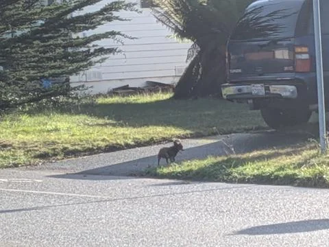 Upclose capture of tiny dog sprinting across residential driveway Stock Photos