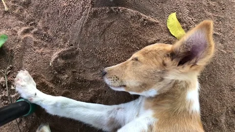 Upclose coverage of a Sleeping Dog Stock Footage 312485780