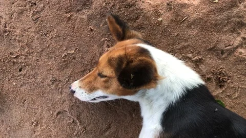 Upclose coverage of a Sleeping Dog Stock Footage 312485781