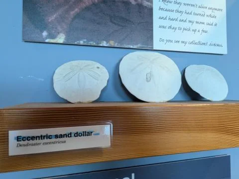 Upclose display of three eccentric sand dollars with unique patterns indoors Photos