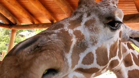 Upclose Giraffe Stock Footage 111209588