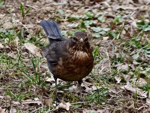 An Upclose Image Emphasizing Warm Plumage And Sharp Eye Detail Of Brown Thr.. Stock Photos