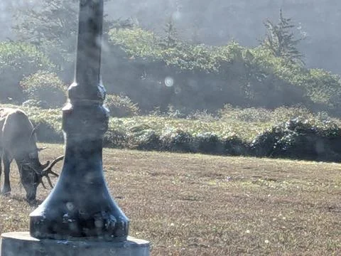 An upclose image of a large elk with massive horns grazing peacefully Stock Photos