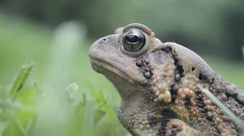 Upclose Profile of Toad 스톡 동영상 24830135