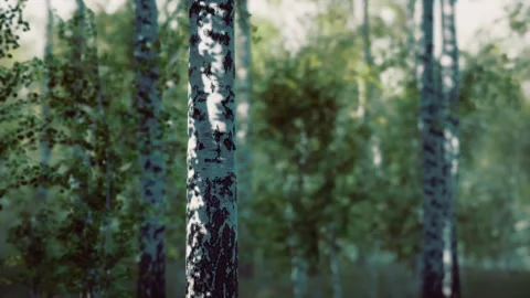 An upclose shot emphasizing peeling bark and surrounding softness Stock Footage 341829486