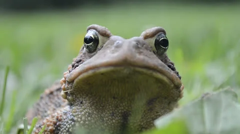Upclose Shot of Toad Breathing 스톡 동영상 24830147