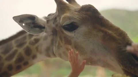 An UpClose View of a Giraffe Engaging with Visitors in a Beautiful, Natural Stock Footage 310929630