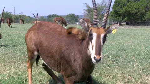 UpClose.PJ.1080 Stock Footage 11911661