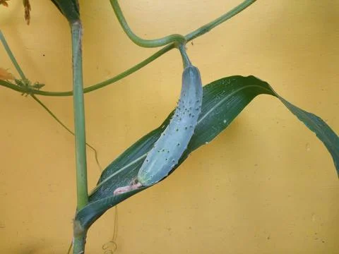 Upcoming Cucumber Foto stock